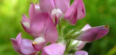 Despre medicina naturista