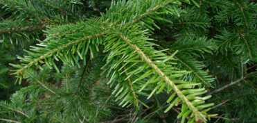Luna Ianuarie (Calendarul culegerii plantelor medicinale)