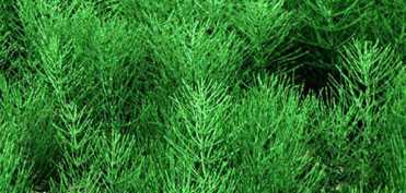 Remediile naturiste utilizate in terapia infectiilor urinare