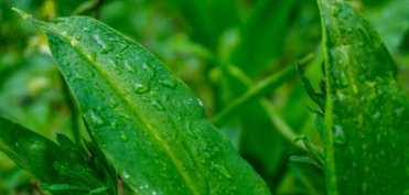 Leurda, excelent purificator al sangelui