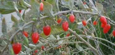 Lycium (catina de gard) - secretul tibetan si chinez al sanatatii