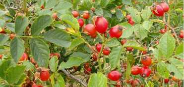 Macesele, tezaure de vitamine