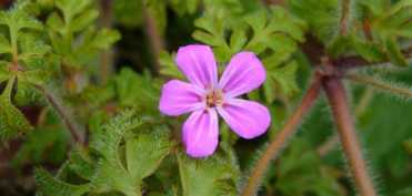 Napraznicul - un stimulent al vigorii si al vitalitatii