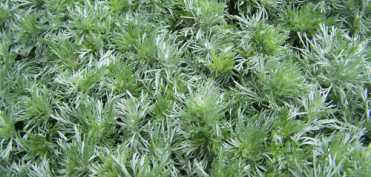 Vindecarea cu ajutorul energiei pamantului (3)