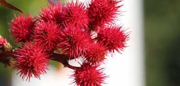 Stiai ca ULEIUL de RICIN ajuta la vindecarea artritei, sciaticii si a durerilor de spate?