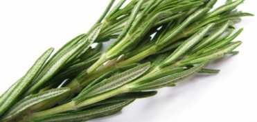 Rosmarinul (Rosmarinus officinalis)