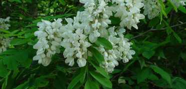Florile de salcam, calmantul din farmacia naturii