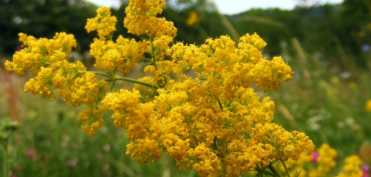 Sanzienele - planta ce ne pune in legatura cu sanzienele si care alunga cancerul