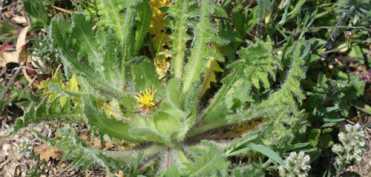 Schinelul combate tulburarile digestive