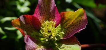 Spanzul - unul din cele mai puternice medicamente din lume 