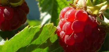 Remedii naturale din muguri, frunze si mladite tinere de zmeur 