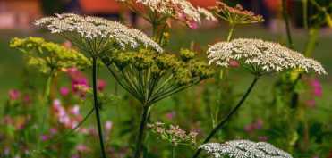 Medicina dacilor - Plante medicinale utilizate