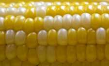 Oamenii de stiinta despre organismele modificate genetic