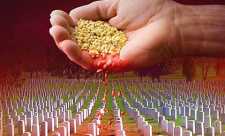 Semintele mortii: Dezvaluirea Minciunilor despre Organismele Modificate Genetic