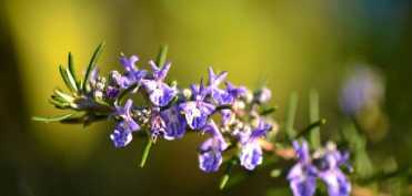 Rozmarinul ajuta la vindecarea cancerului de san cauzat de excesul de estrogen