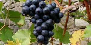 Legumele si fructele negre contin cel mai puternic antioxidant (RESVERATROL)