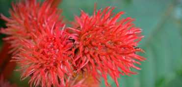 Uleiul de ricin, leac de capatai in medicina populara