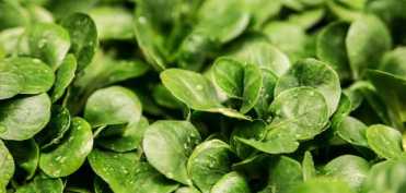 Terapia cu clorofila