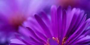 Culoarea violet - semnificatii si efecte