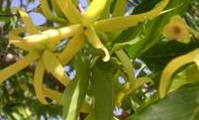 Ylang Ylang sau Floarea Florilor