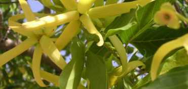 Ylang Ylang sau Floarea Florilor